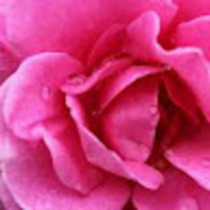 Meet your Posher, Nichole